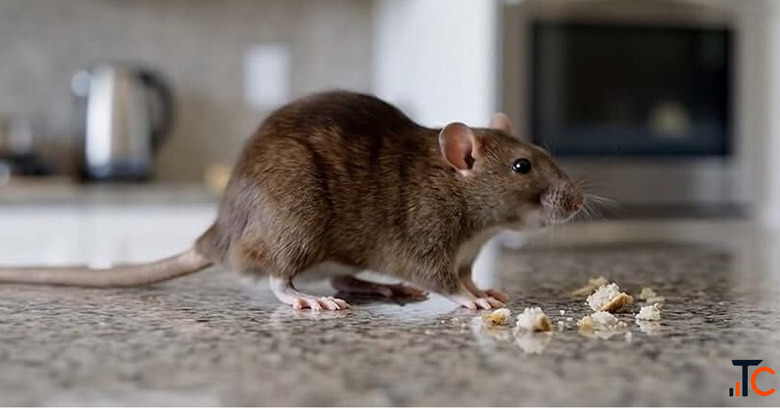 Vermin Control
