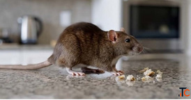 Vermin Control