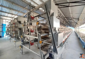 Layer Cage Manufacturer High-Quality Poultry Layer Cages Gartech