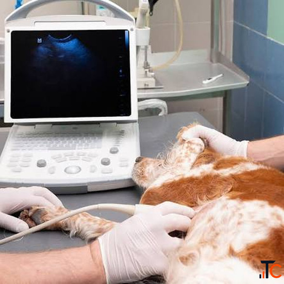 Pet Ultrasound Coquitlam for Accurate Diagnosis