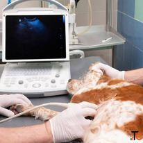 Pet Ultrasound Coquitlam for Accurate Diagnosis