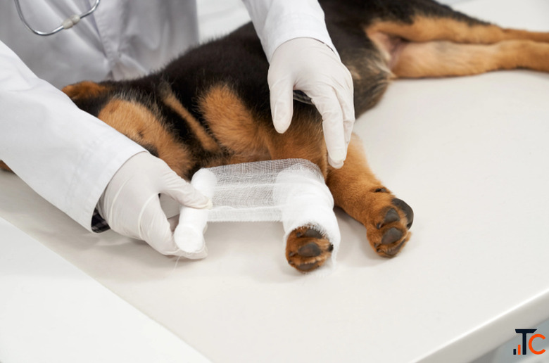 Animal Critical Care with Advanced 247 ICU Support