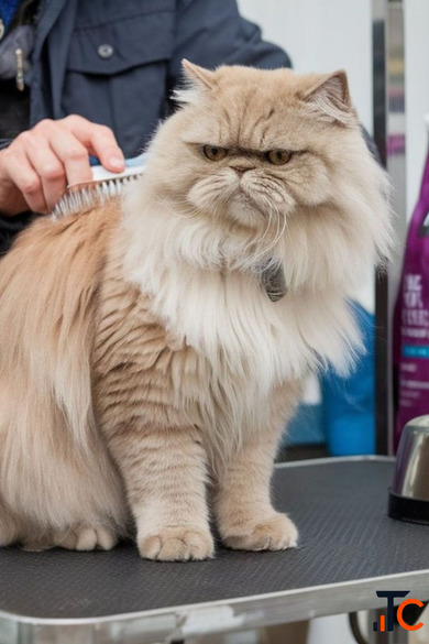 Professional Cat Grooming Care Services in India RoyalKitten.in