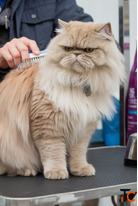 Professional Cat Grooming Care Services in India RoyalKitten.in