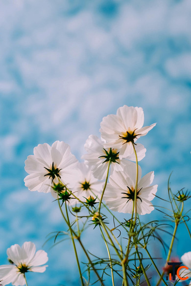 Flower for Her Send Flowers for Her for Every Occasion