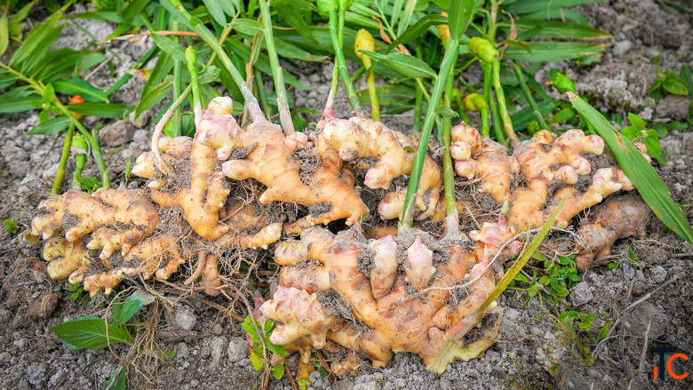 Ginger Suppliers in India - Trusted Manufacturers Exporters Bulk Suppliers