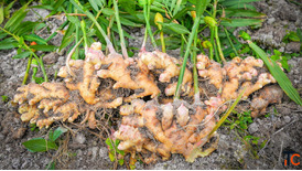 Ginger Suppliers in India - Trusted Manufacturers Exporters Bulk Suppliers