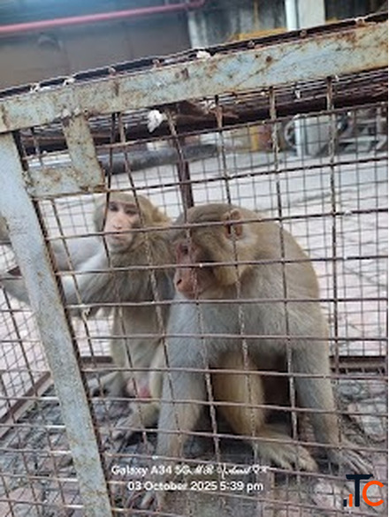Monkey Catcher Service in Jaipur Safe Monkey Rescue