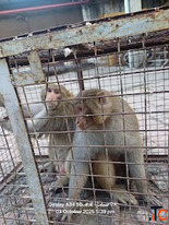 Monkey Catcher Service in Jaipur Safe Monkey Rescue