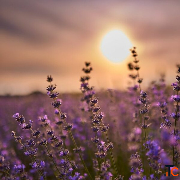 Premium Lavender Essential Oil for Aromatherapy Skincare