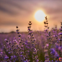 Premium Lavender Essential Oil for Aromatherapy Skincare
