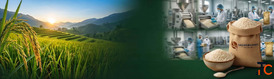 Premium Indian Basmati Rice Export Solutions for the Australian Market