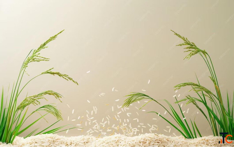 Top Parmal Rice Exporter in India - Trusted by Global Markets