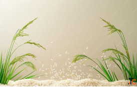 Top Parmal Rice Exporter in India - Trusted by Global Markets