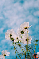 Flower for Her - Beautiful Floral Gifts Bouquets Online