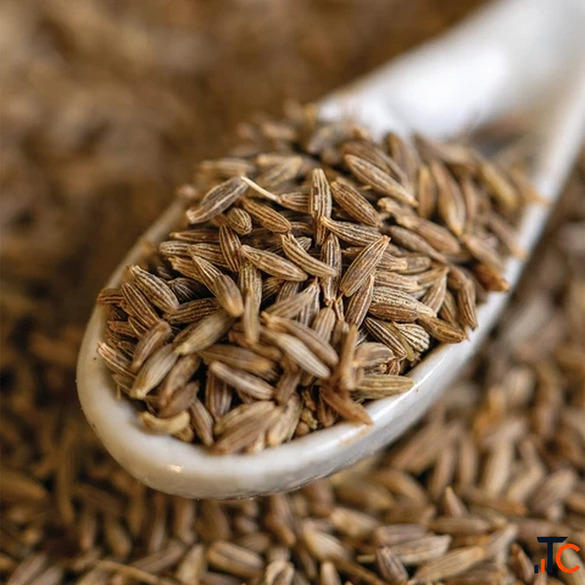 Cumin Seed Supplier in Unjha - Premium IPM Organic Cumin Exporter