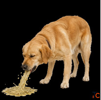 Online Vet Appointments for Dog Digestive Problems Vomiting