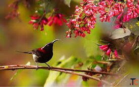 Uttarakhand Forest Trekking Tour Himalayan Birdwatching Trip