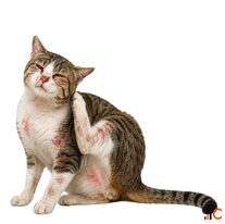 Treat Your Cat's Allergies From Home With Online Vet Care