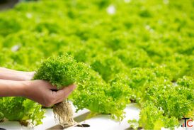 Hydroponic Training in UAE Barton Breeze