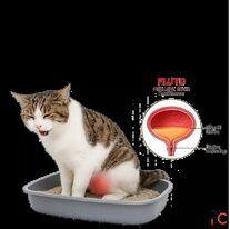Treat Feline Lower Urinary Tract Disease FLUTD With Instant Online Vet Care