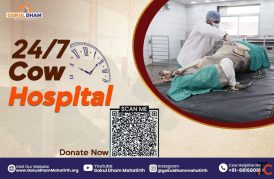 Nearby Gaushala for Meaningful Gau Seva