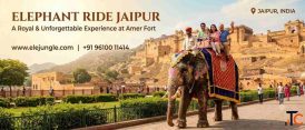 Explore Amer Fort on an Elephant A Unique Jaipur Experience