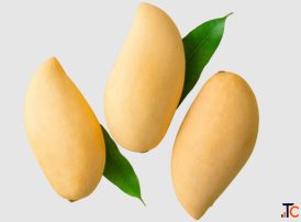 Mango Pulp Exporter Manufacturer and Suppliers in India