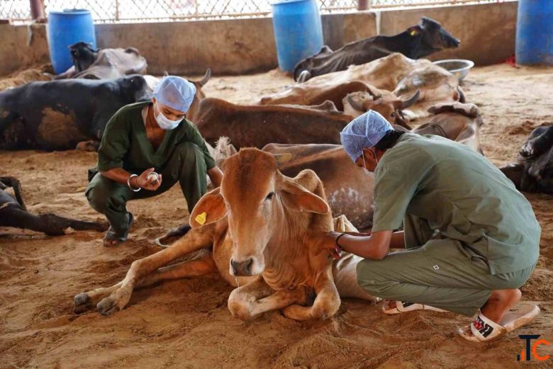 Gaushala in India for Cow Rescue Gau Seva