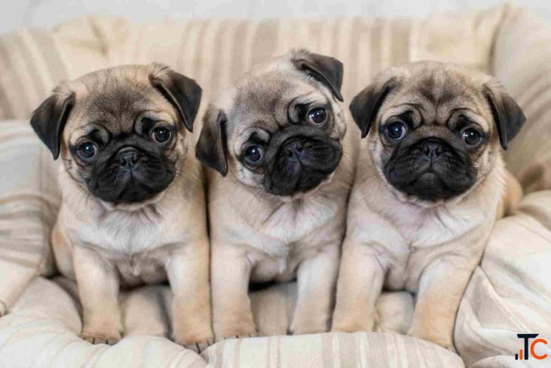 Pug Puppies for Sale in Mumbai