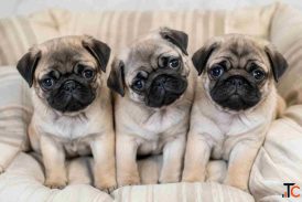 Pug Puppies for Sale in Mumbai