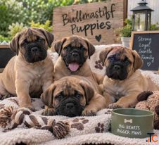 Bullmastiff Puppies for Sale in Mumbai