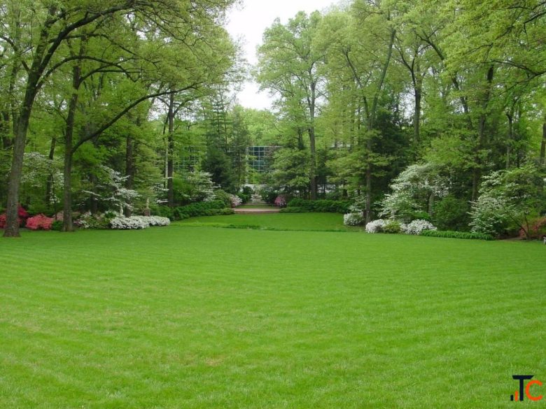 Premium Natural Lawn Grass for Lush Green Spaces