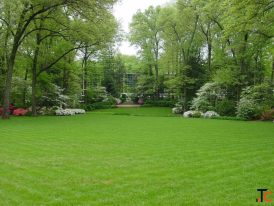 Premium Natural Lawn Grass for Lush Green Spaces
