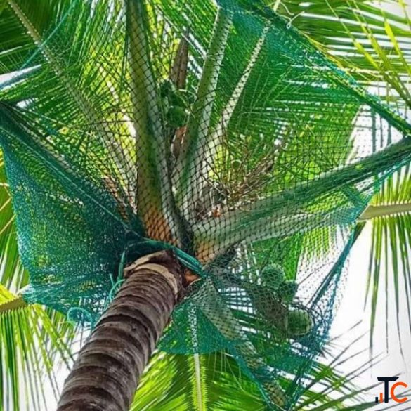 Best Coconut Tree Safety Nets in Bangalore Call "Menorah CocoNets" - 6362539199
