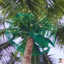 Coconut Tree Safety Net Installation in Bangalore Call "Menorah CocoNets" - 6362539199