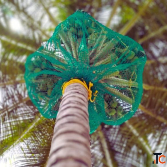 Coconut Tree Safety Net Installation in Bangalore Call "Menorah CocoNets" - 6362539199