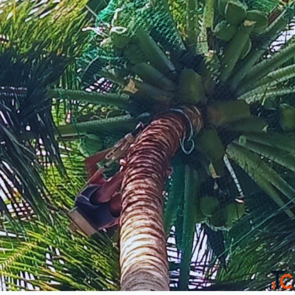 Coconut Tree Net Fixing in Bangalore Call "Menorah CocoNets" - 6362539199