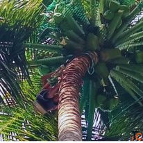 Coconut Tree Net Fixing in Bangalore Call "Menorah CocoNets" - 6362539199
