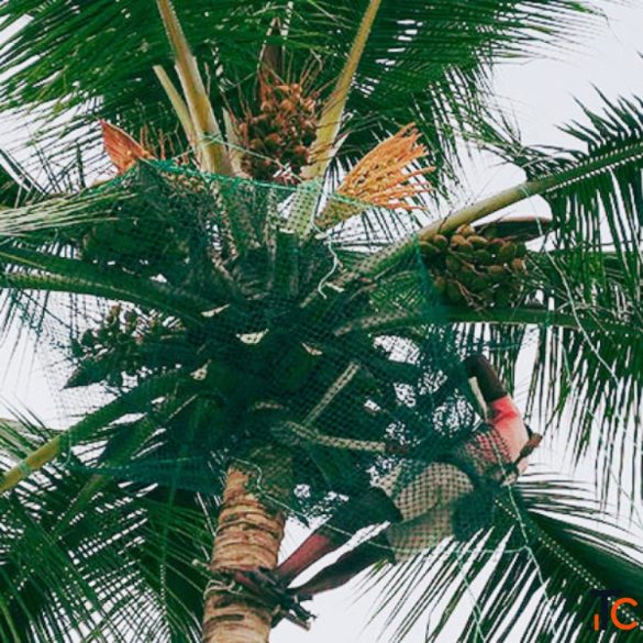 Coconut Safety Net Near Me in Bangalore Call "Menorah CocoNets" - 6362539199