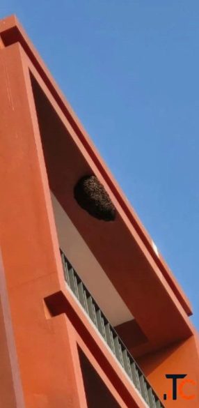 Flick Pest Control best pest control