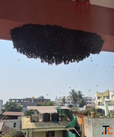 Flick Pest Control best pest control