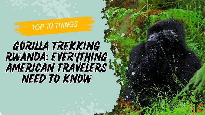 Gorilla Trekking Rwanda An Unforgettable Wildlife Adventure