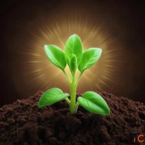 Plant Growth Promoters for Agricultural Applications