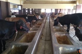 Your Donation Can Help Protect Cows and Provide a Safe Loving Shelter