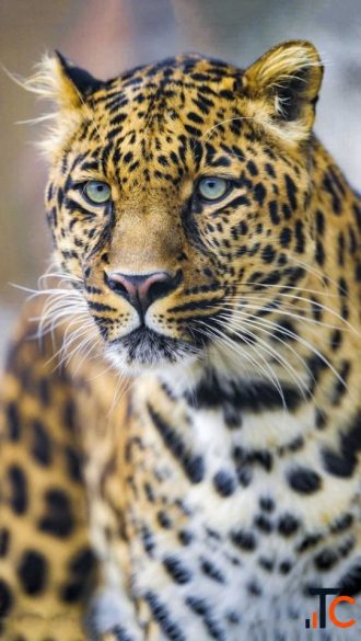 Jawai Safari Booking - Book Leopard Safari Hotels Tour Packages in Rajasthan