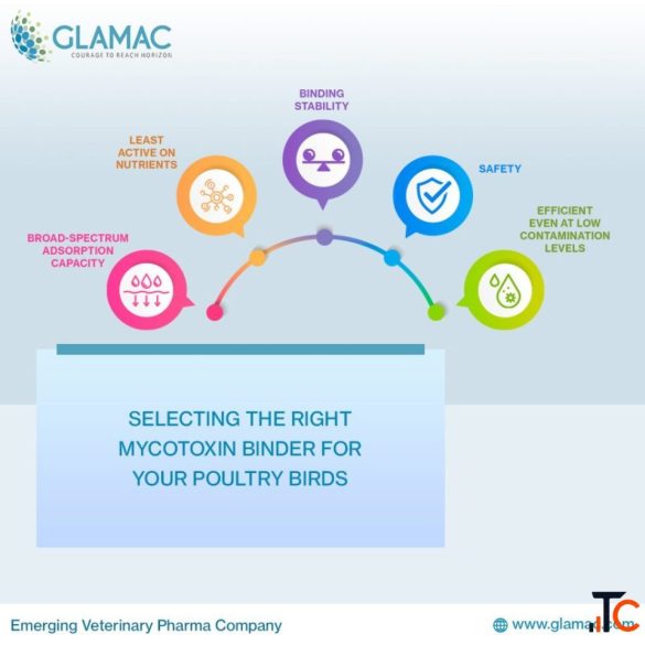 Selecting the Right Mycotoxin Binder for Your Poultry Birds
