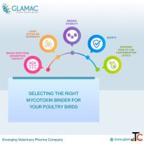Selecting the Right Mycotoxin Binder for Your Poultry Birds