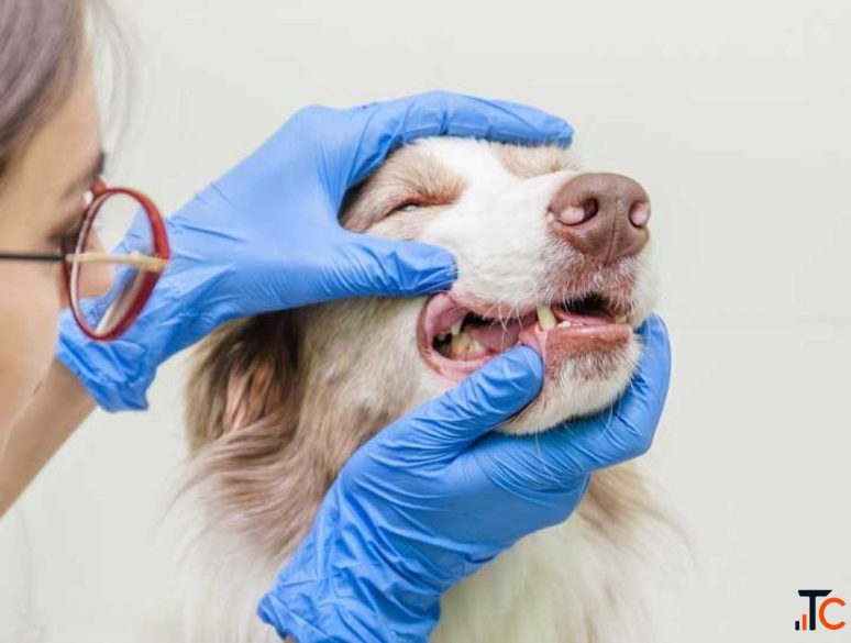 Pet Dentistry in Richmond A Healthy Mouth Means a Healthier Pet