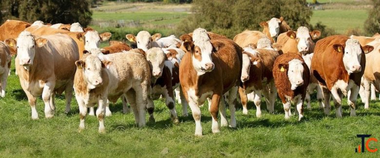 Bred Heifer Financing for Alberta Ranchers and Cattle Producers
